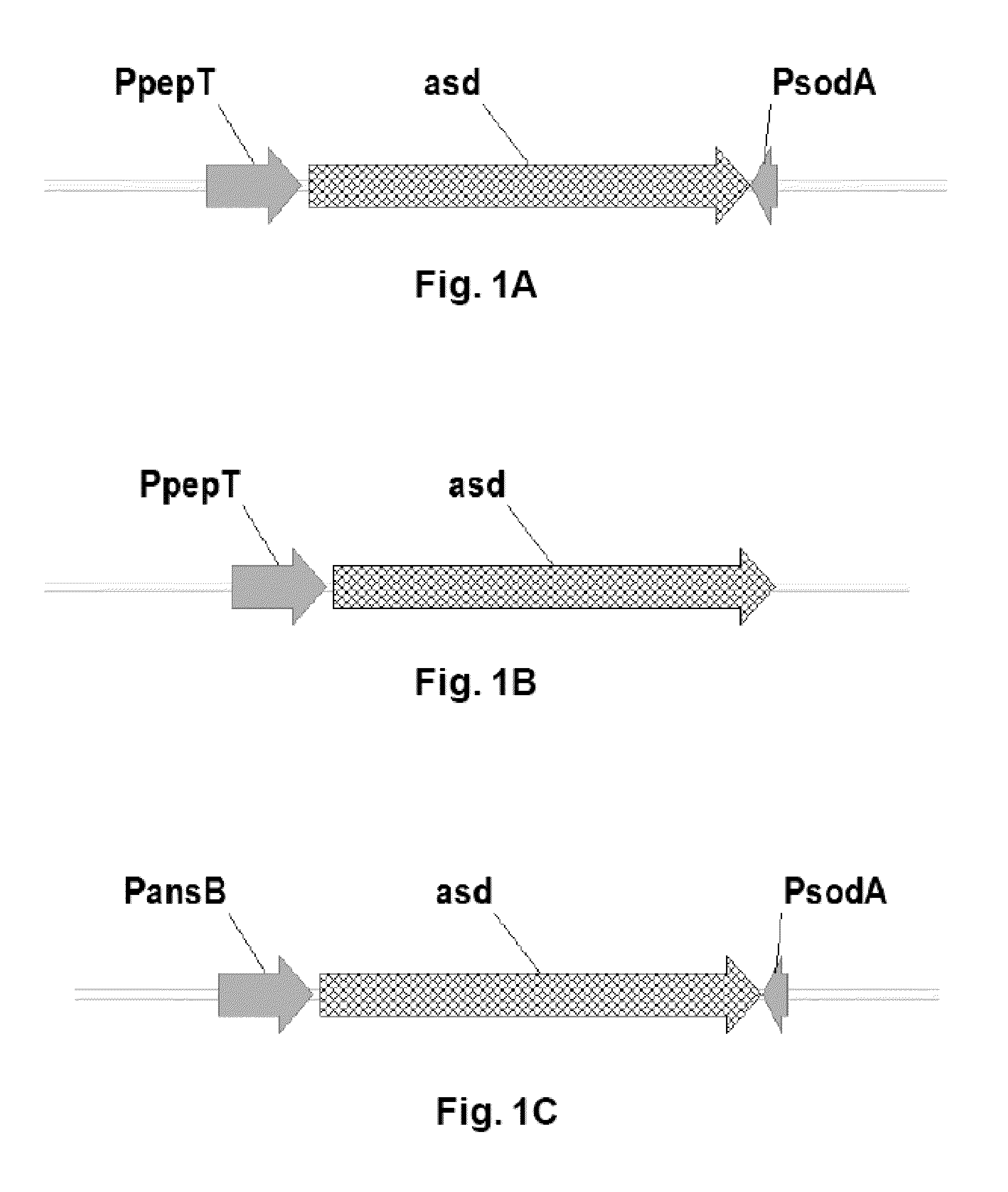 Modified Bacteria and their Uses thereof for the Treatment of Cancer or Tumor