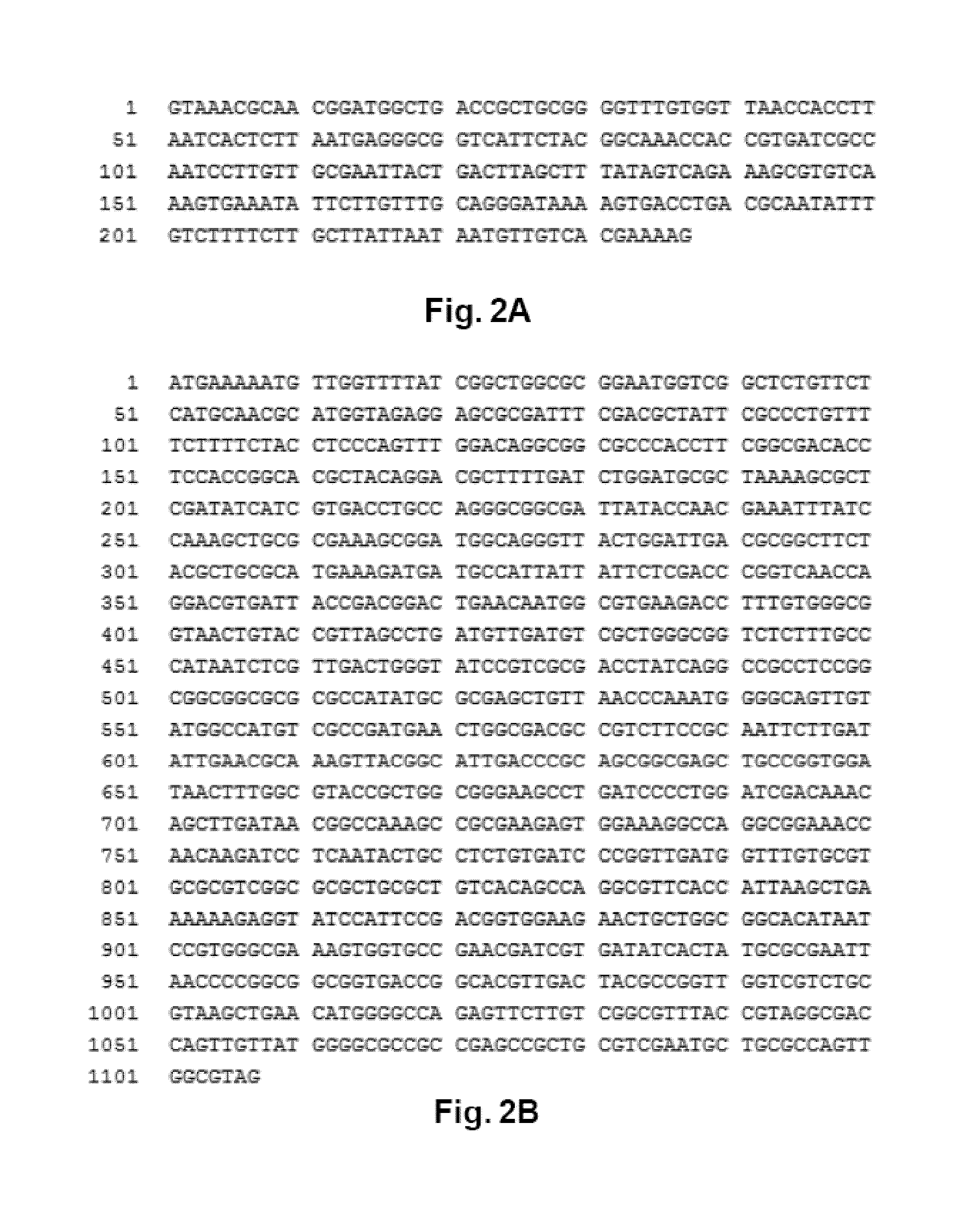 Modified Bacteria and their Uses thereof for the Treatment of Cancer or Tumor