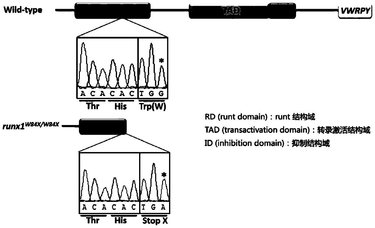 Application of a mutant zebrafish in the preparation of an animal model of variable immunodeficiency disease