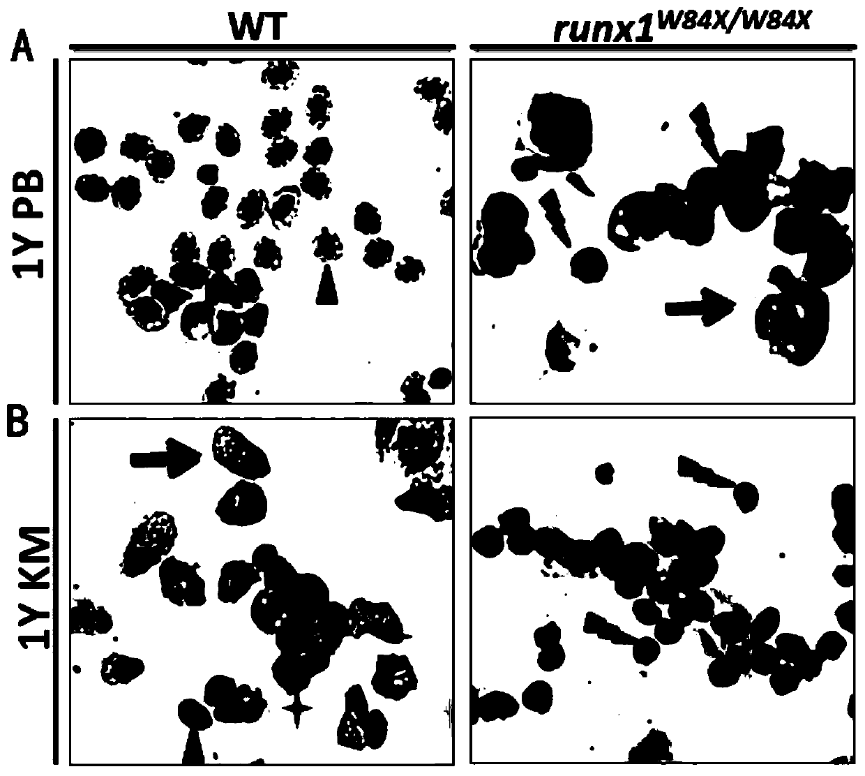 Application of a mutant zebrafish in the preparation of an animal model of variable immunodeficiency disease