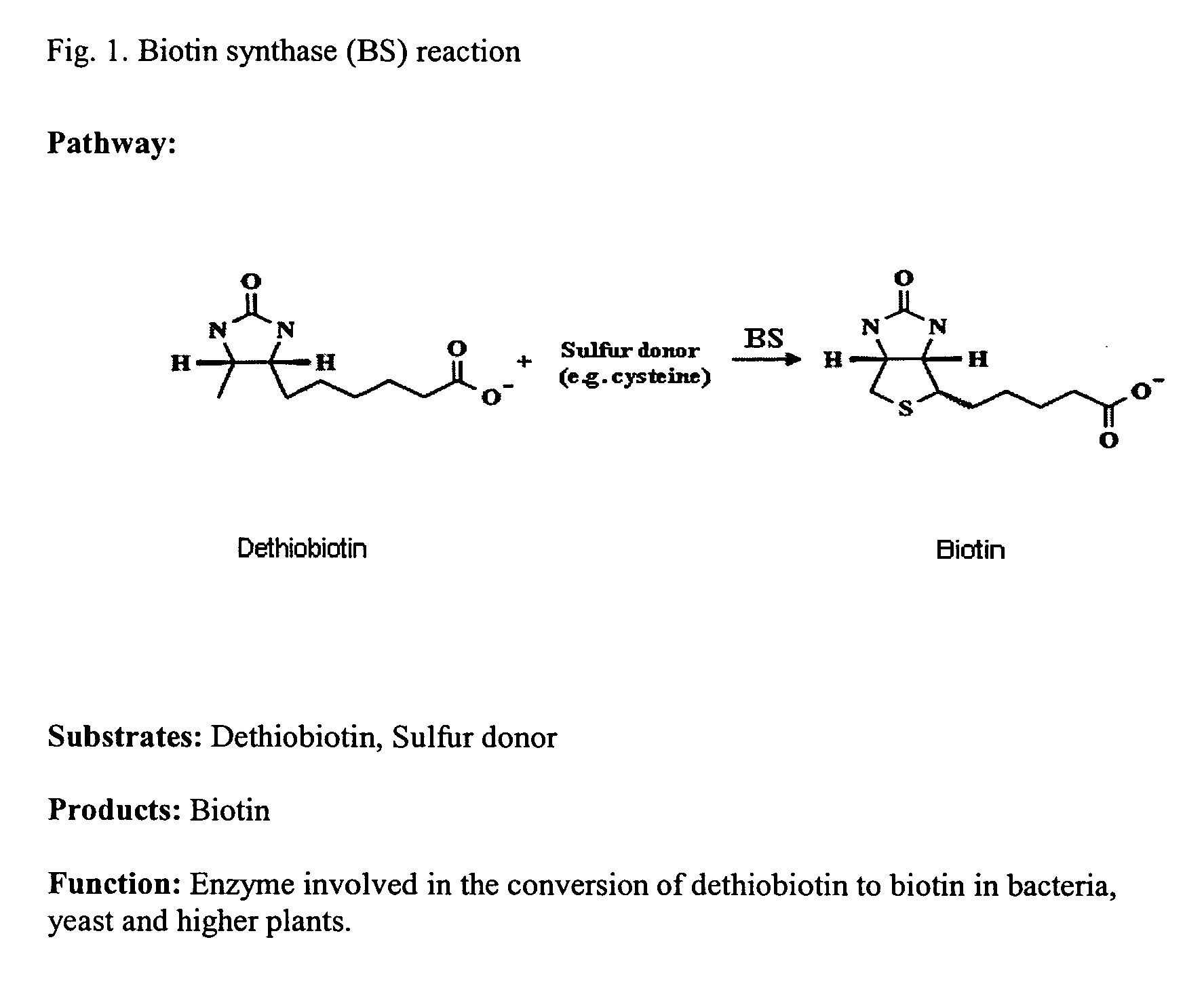 Methods for the identification of inhibitors of biotin synthase expression or activity in plants