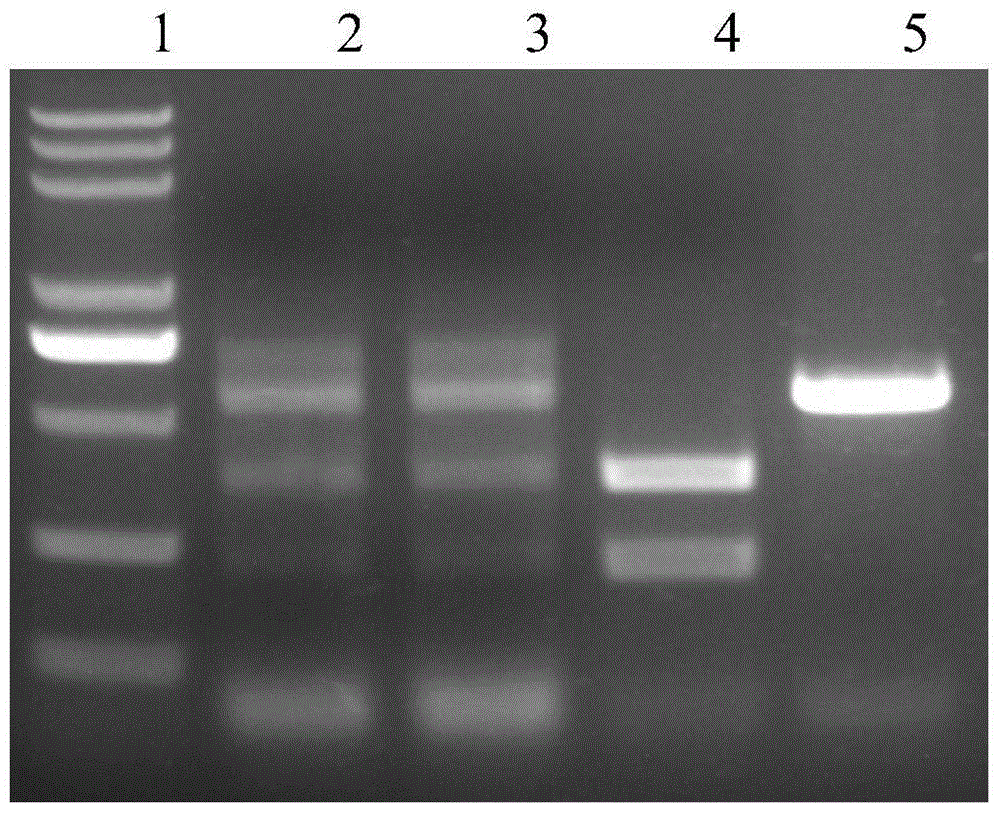 Method for fixed-point transformation of plants by virtue of gene transient expression