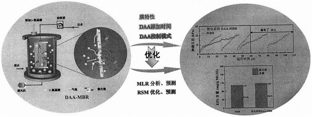 Intelligent optimization method for improving efficiency of D-amino acid for alleviating MBR membrane pollution