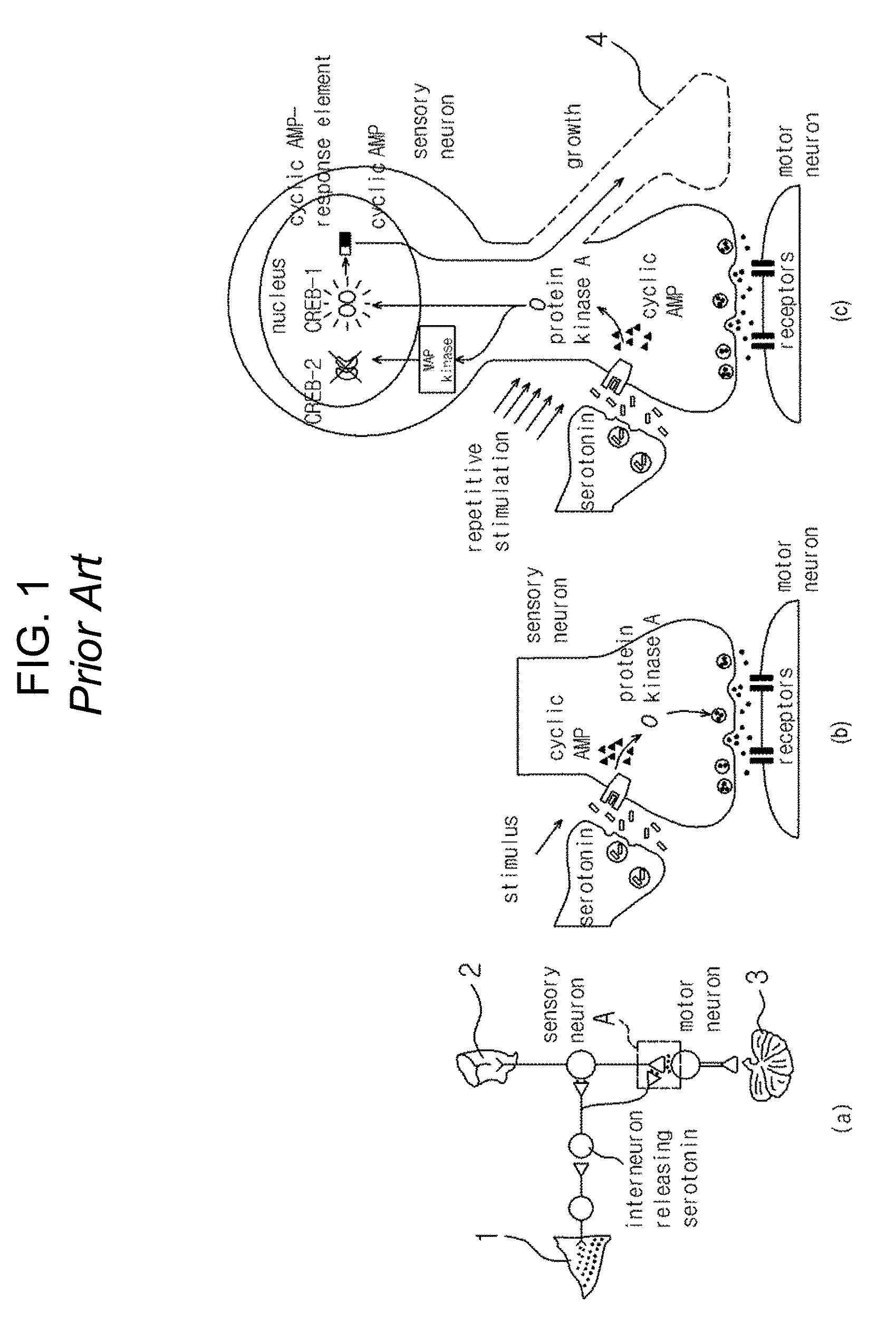 Synaptic semiconductor device and operation method thereof