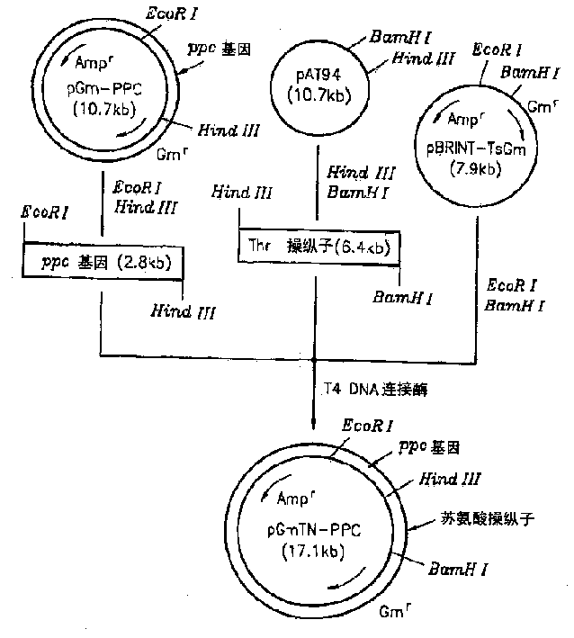 Method for L-threonine production