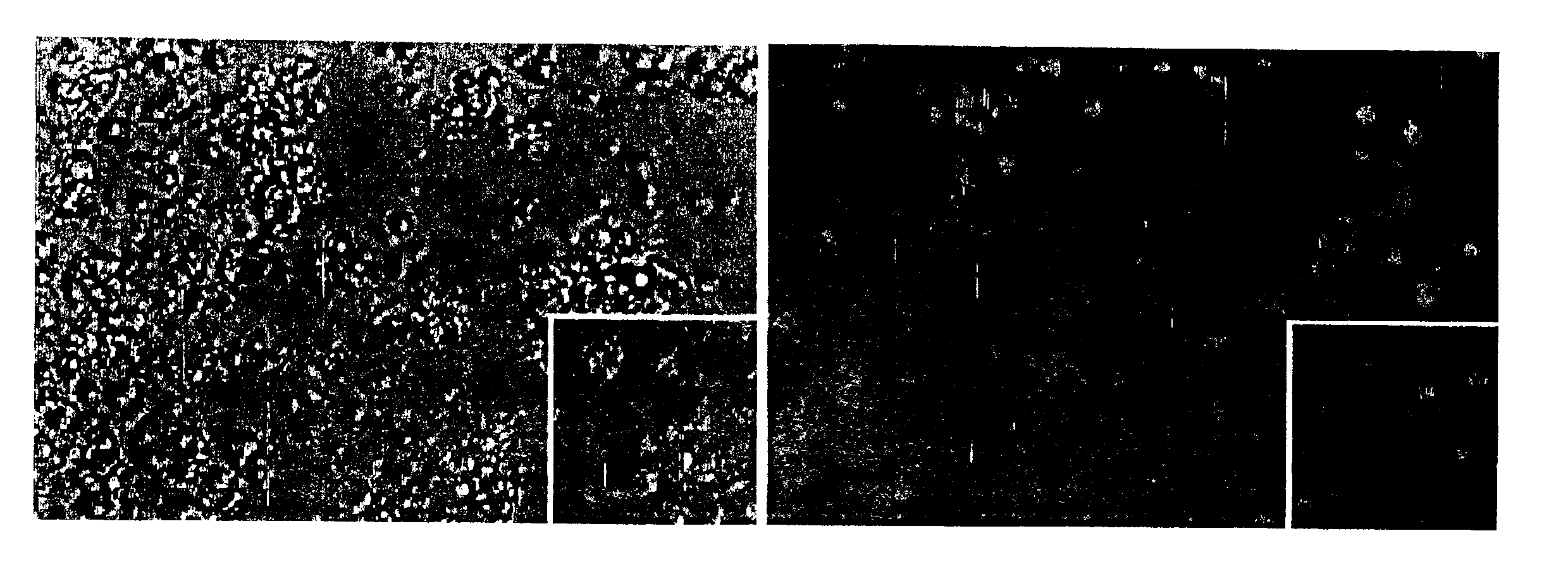 Use of tolerogenic dendritic cells for enhancing tolerogenicity in a host and methods for making the same