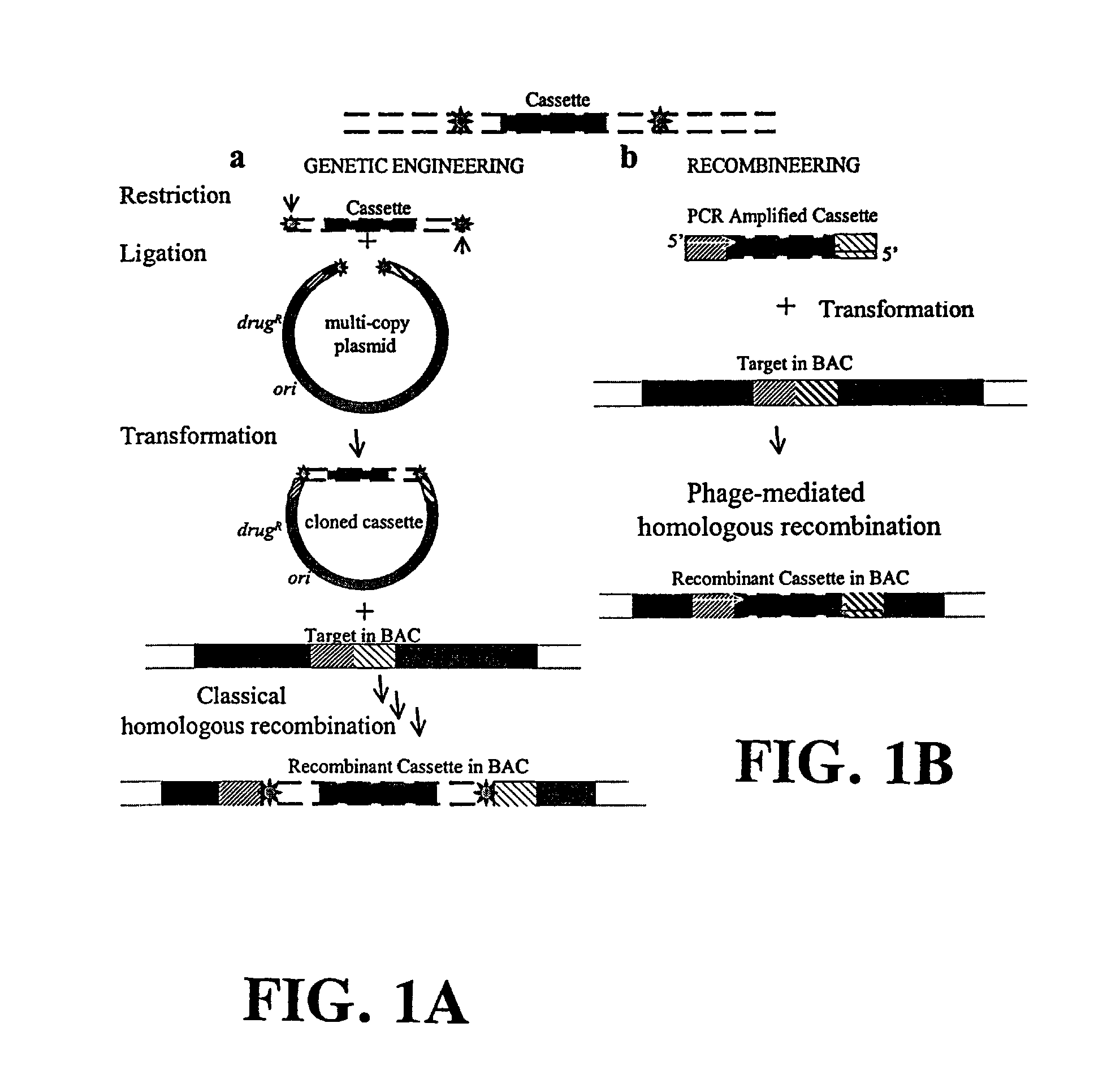 Plasmids and phages for homologous recombination and methods of use