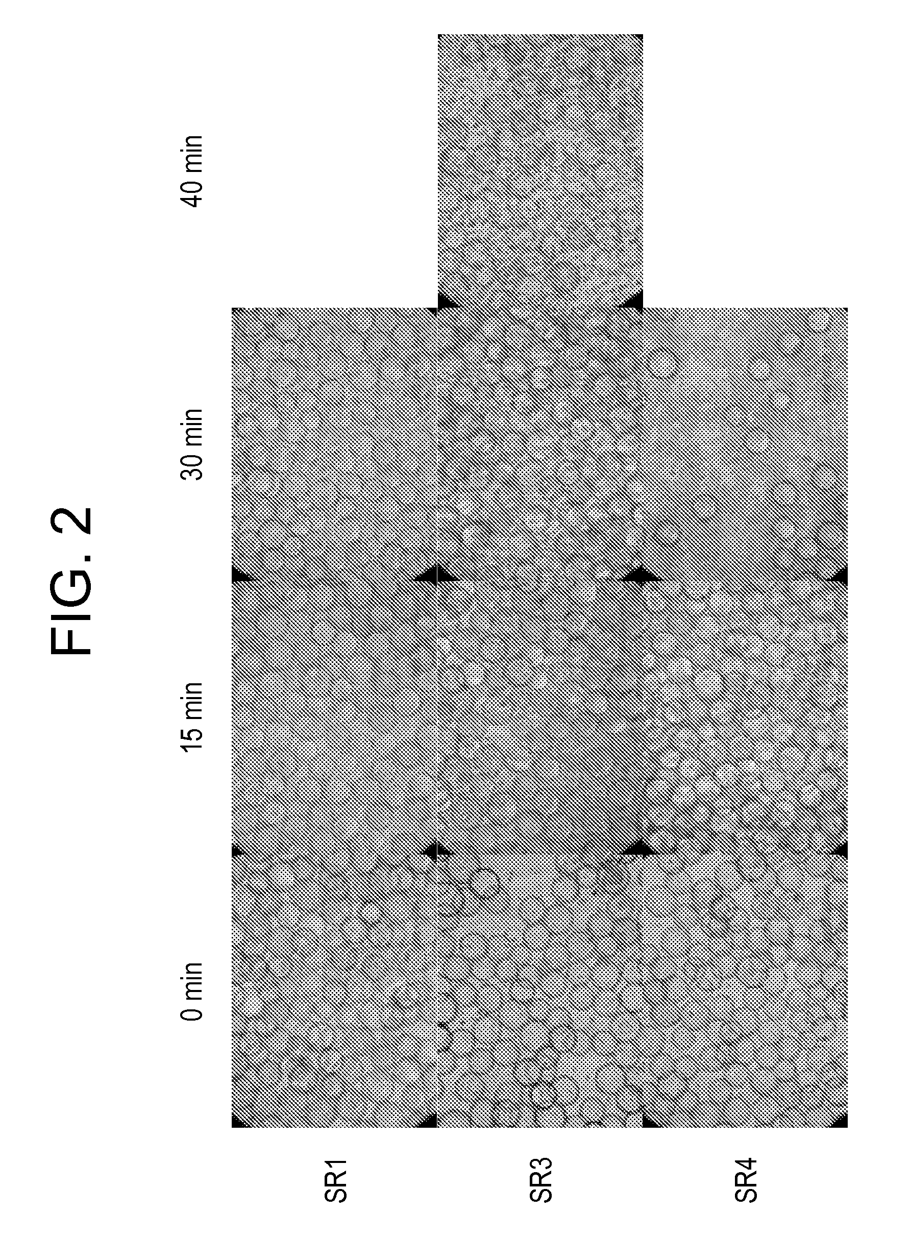 Methods for cultivating cells, propagating and purifying viruses