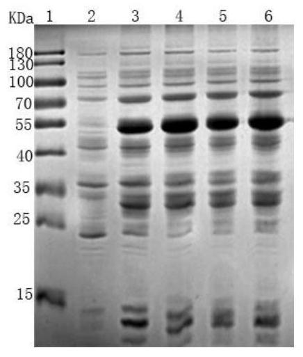 Construction method, expression system and application of multi-union fusion recombinant protein capable of preventing piglet diarrhea