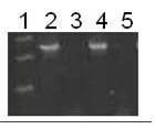 Traditional Chinese medicine pheretima DNA detection kit and identification method thereof