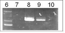 Traditional Chinese medicine pheretima DNA detection kit and identification method thereof