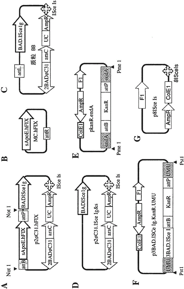 Minicircle DNA vector preparations and methods of making and using the same