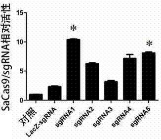 A gene-vector-mediated sgRNA based on a CRISPR/Cas9 gene editing system and uses of the sgRNA