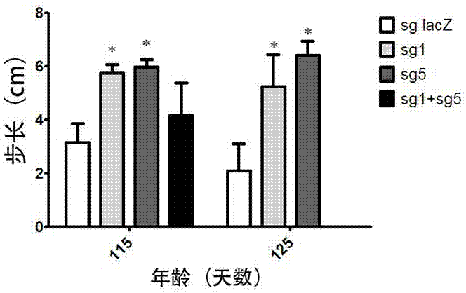 A gene-vector-mediated sgRNA based on a CRISPR/Cas9 gene editing system and uses of the sgRNA