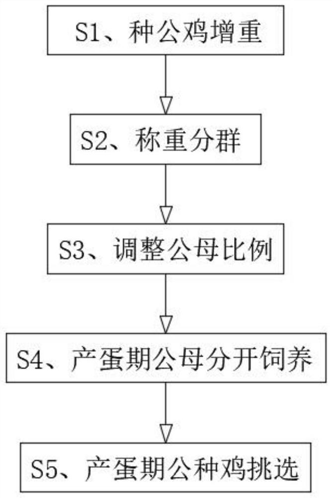 Feeding management method for Ross 308 ancestral breeding hens in the egg laying period and the later period and breeding cocks