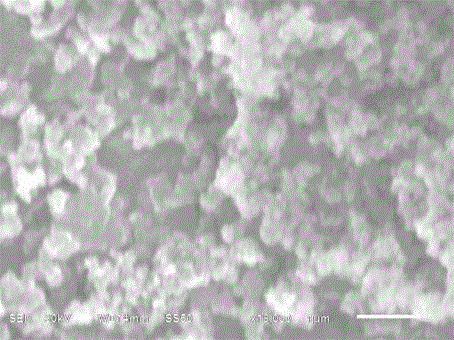 Printed material having high affinity and high identification capability on butylphthalide and preparation method of printed material