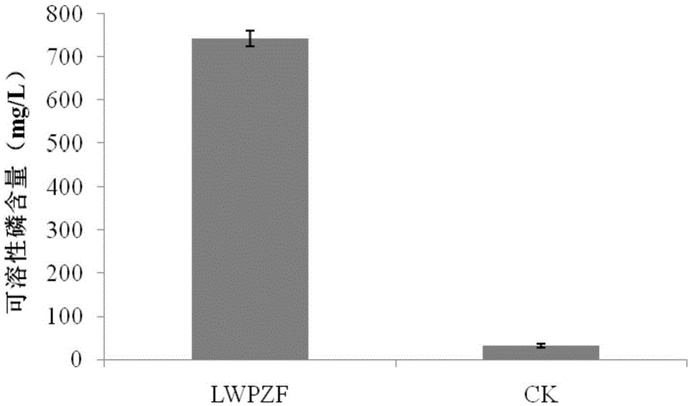 Pseudomonas putida and application thereof to promotion of growth of cercidiphyllum japonicum