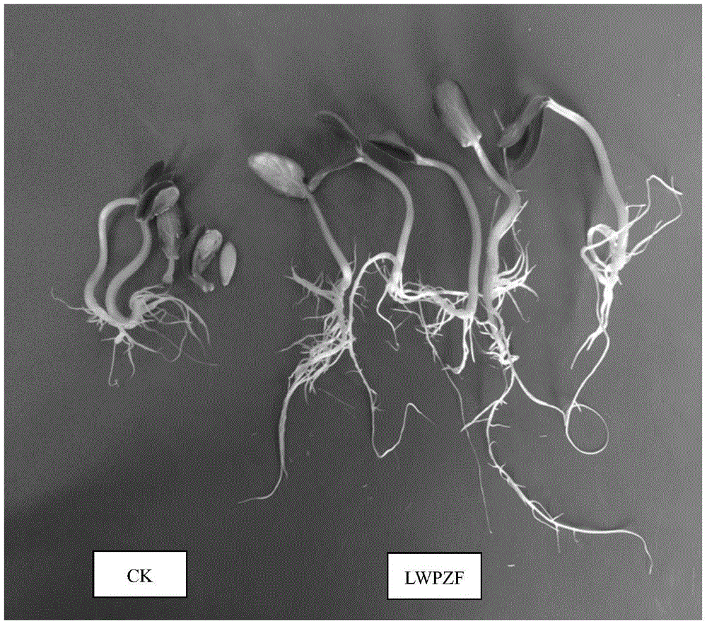 Pseudomonas putida and application thereof to promotion of growth of cercidiphyllum japonicum