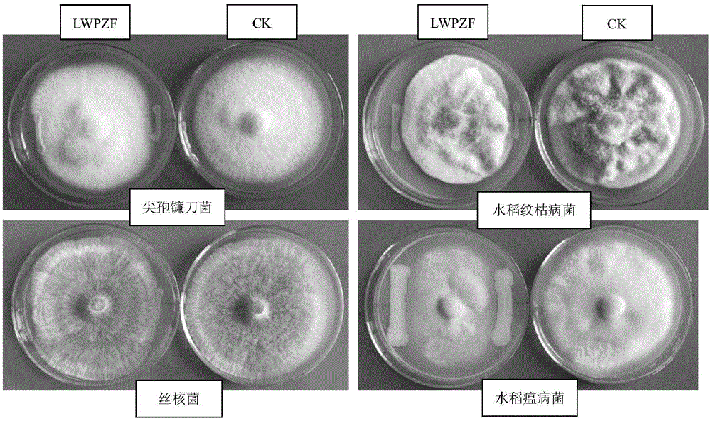 Pseudomonas putida and application thereof to promotion of growth of cercidiphyllum japonicum