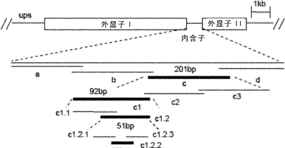 DNA sequence regulating eukaryotic gene transcription, and its binding proteins