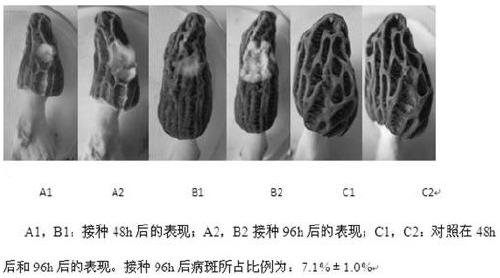 Identification method of morel fungus anti-white mold