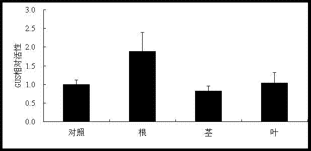 PDR transport protein gene promoter for controlling ginsenoside accumulation, and its application