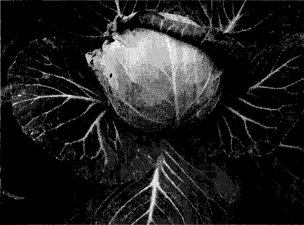 Method for breeding spring cabbage stalk and maintaining springness of inbred line