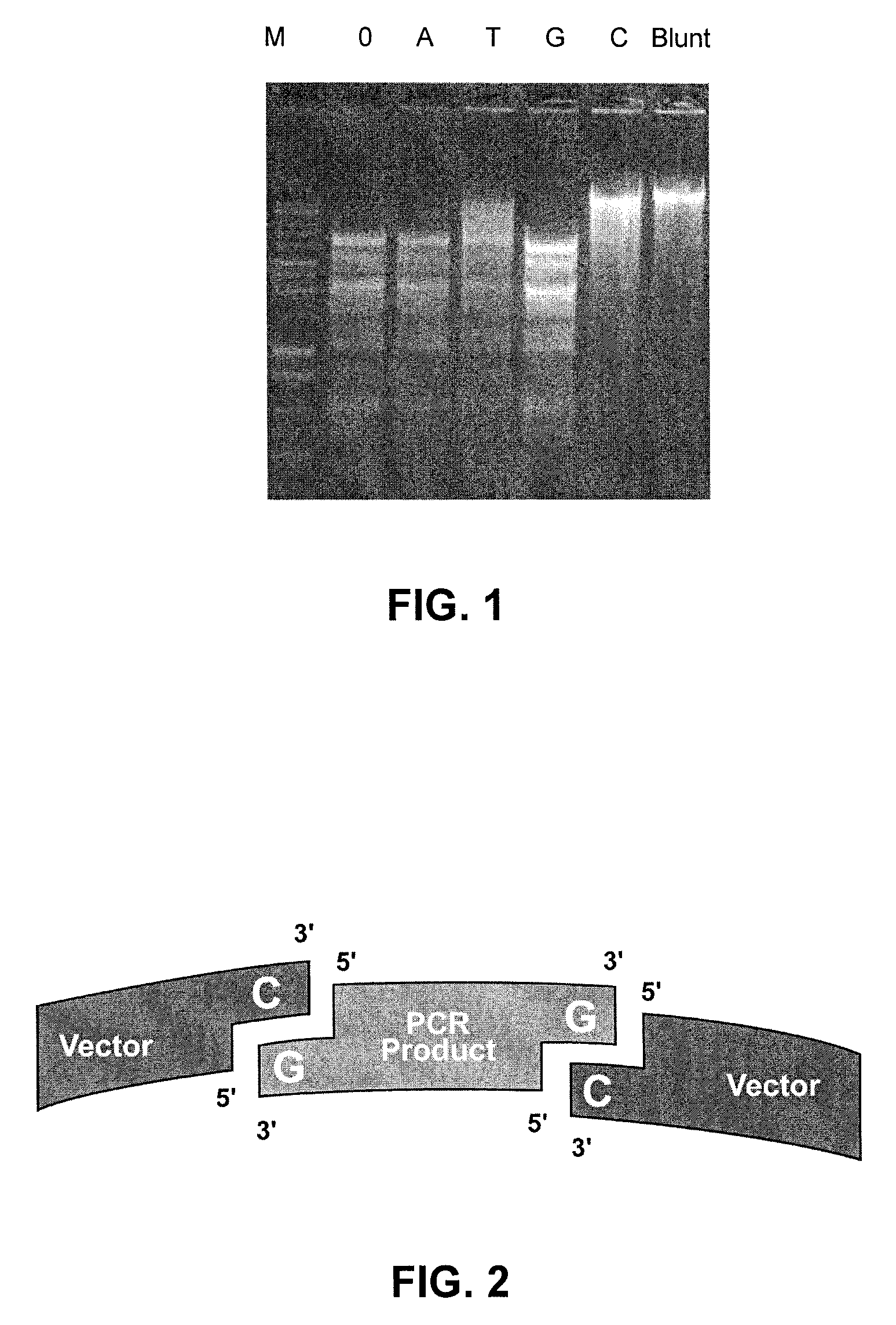 Vectors, kits and methods for cloning DNA