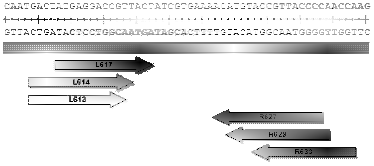 A pair of transcription activator-like effector nucleases and coding engines as well as application thereof