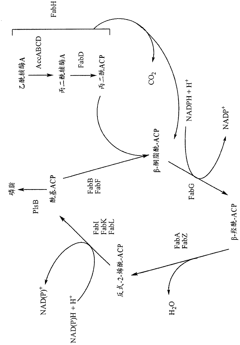 Production of fatty acid esters