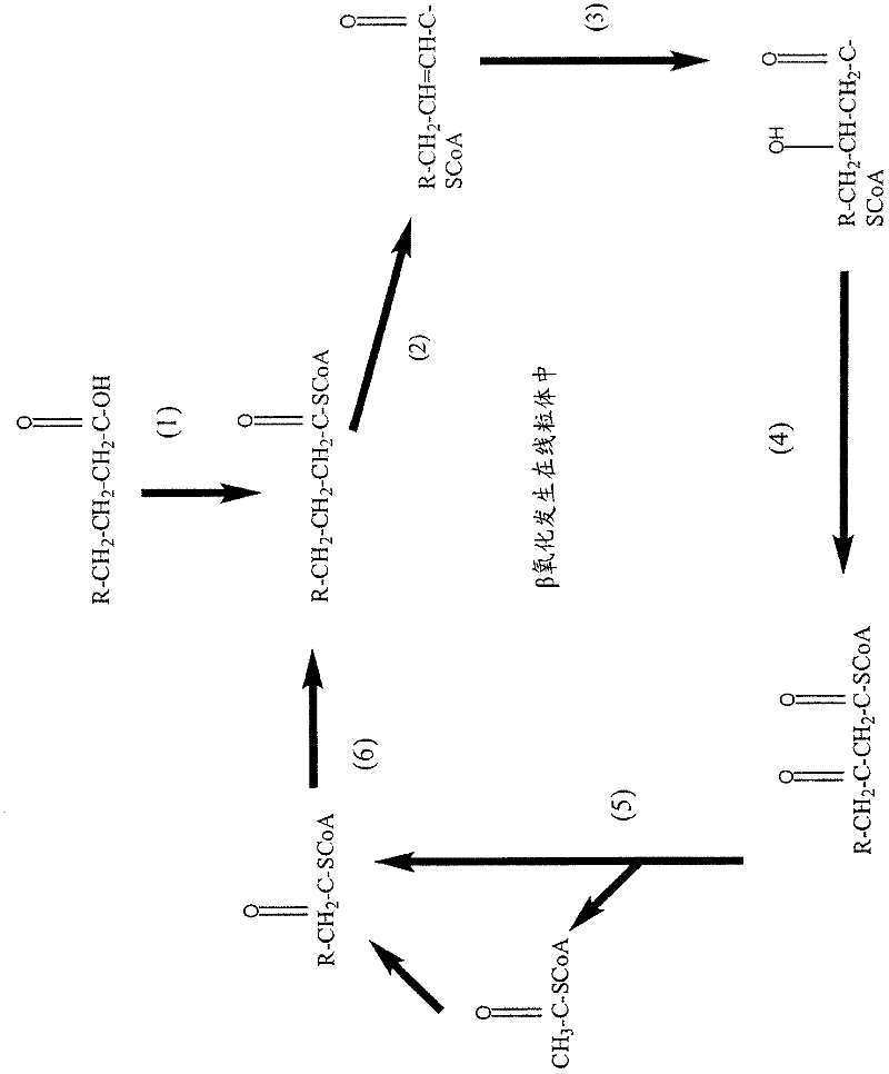 Production of fatty acid esters