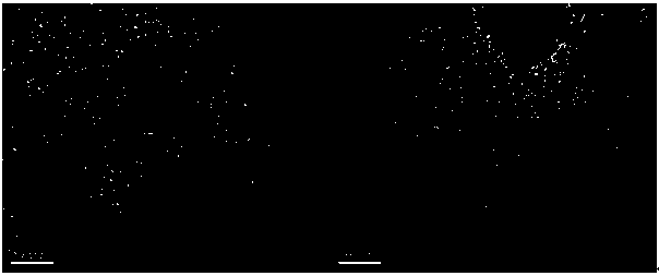 Method for preparing silicon oxide aerogel pellet at normal pressure at normal pressure