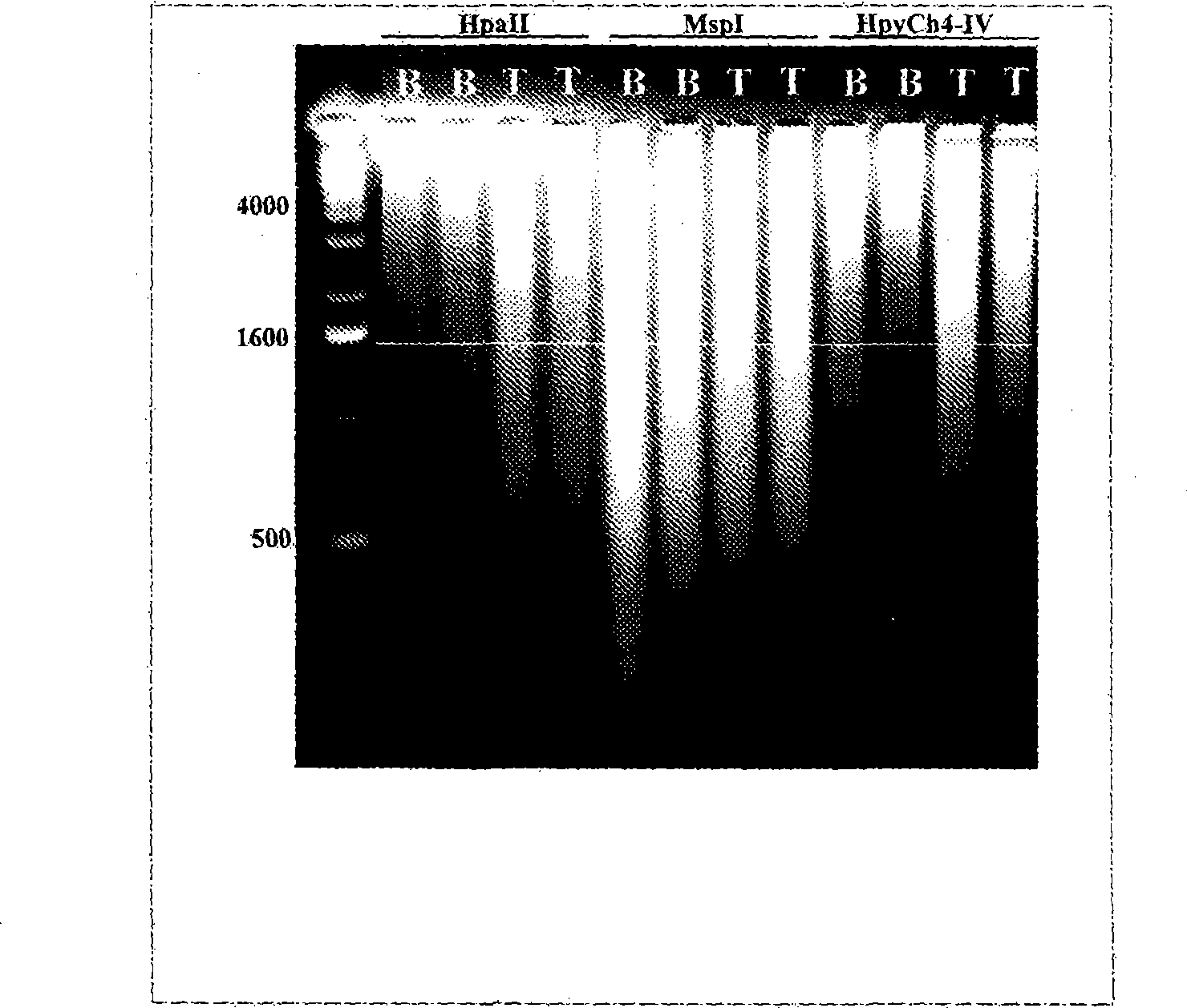 Specific amplification of fetal DNA sequences from a mixed, fetal-maternal source