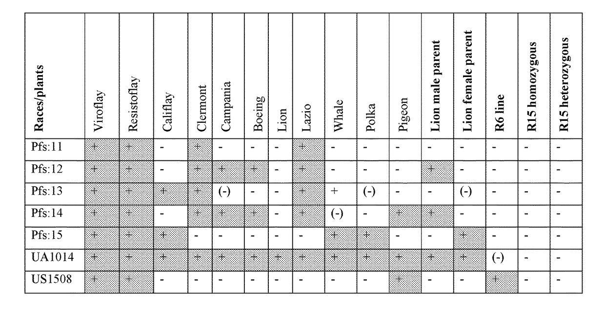 Peronospora resistance in spinacia oleracea