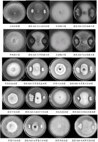 Bacillus velezensis for preventing and treating rice blast and application of bacillus velezensis