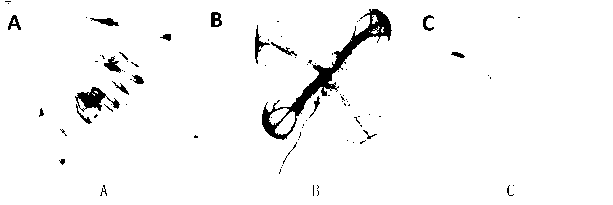 Plant promoter and application thereof