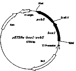 Method for preparing algae haematochrome through polygenic combination expression and application