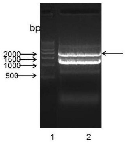 Recombinant human growth hormone, and preparation method and drug applications thereof