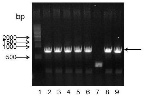 Recombinant human growth hormone, and preparation method and drug applications thereof