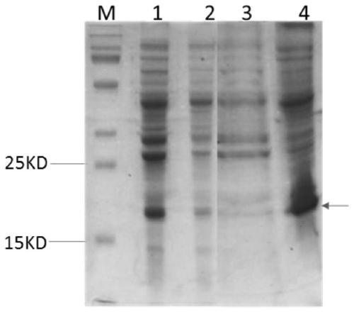 Recombinant human growth hormone, and preparation method and drug applications thereof