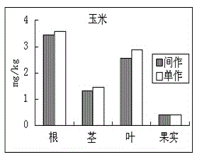 Method for restoring slight and medium cadmium polluted soil by maize-capsicum intercropping