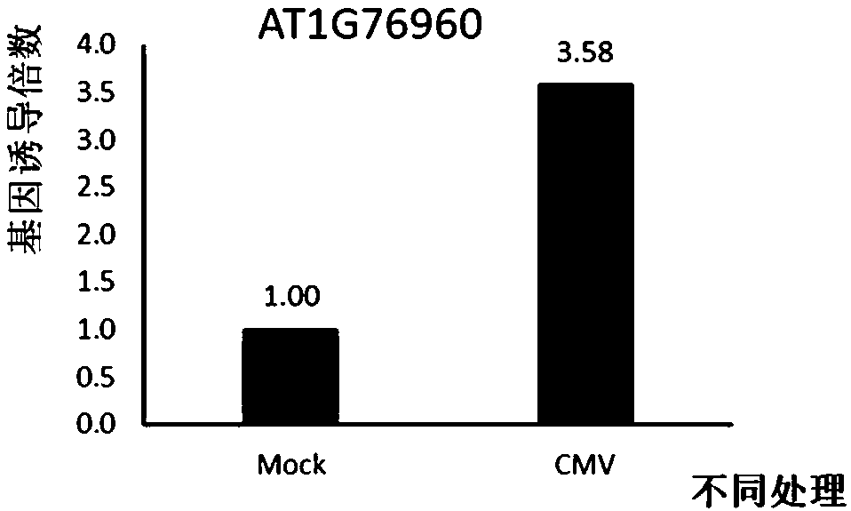 Antiviral polypeptide and preparation method and application of antiviral polypeptide