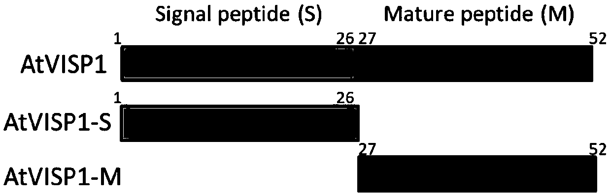 Antiviral polypeptide and preparation method and application of antiviral polypeptide