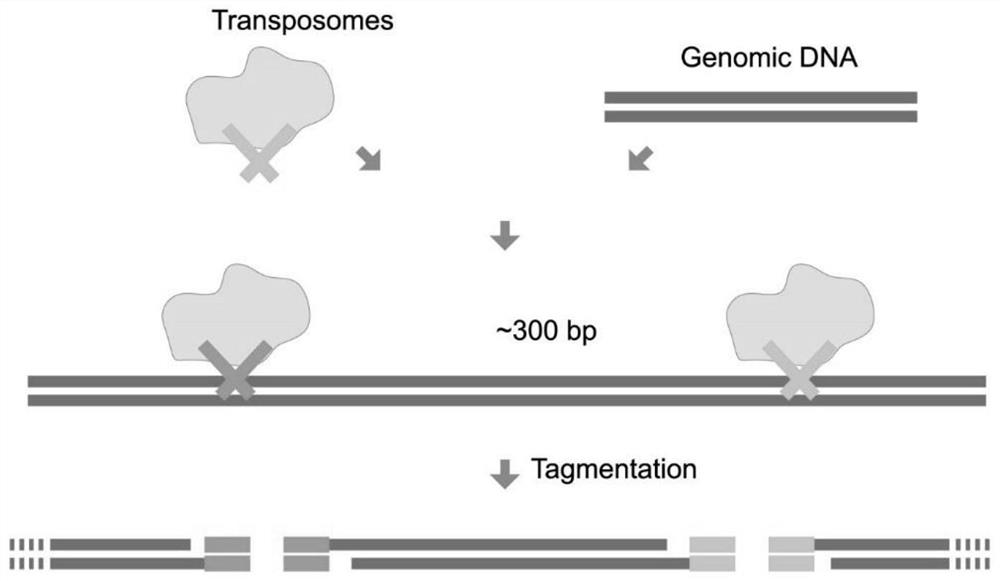 Genome methylation library, preparation method and application thereof