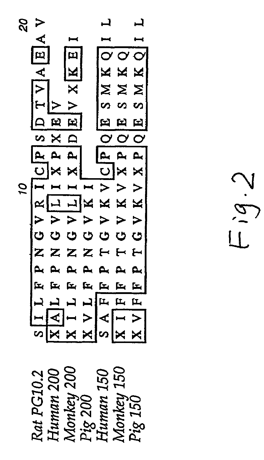 Nucleic acids encoding interphotoreceptor matrix proteins