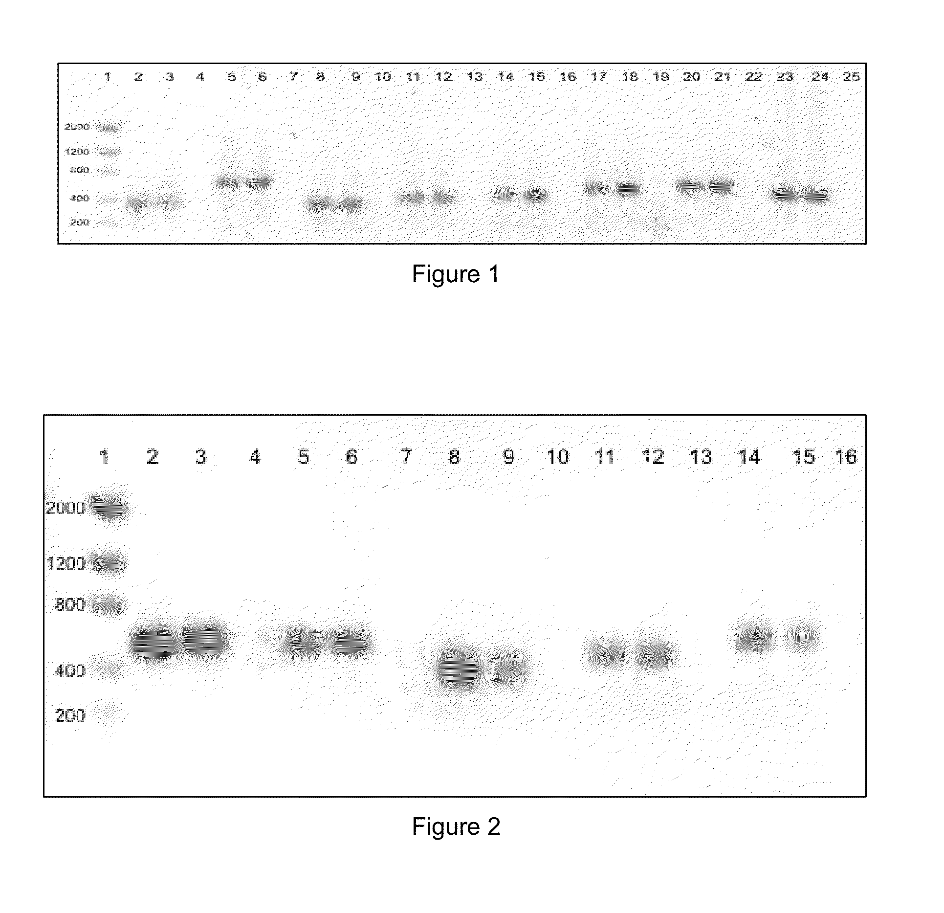 Methods and kits for the identification of animals having a greater potential for desirable characteristics, and for the early identification of fat deposits in bovines