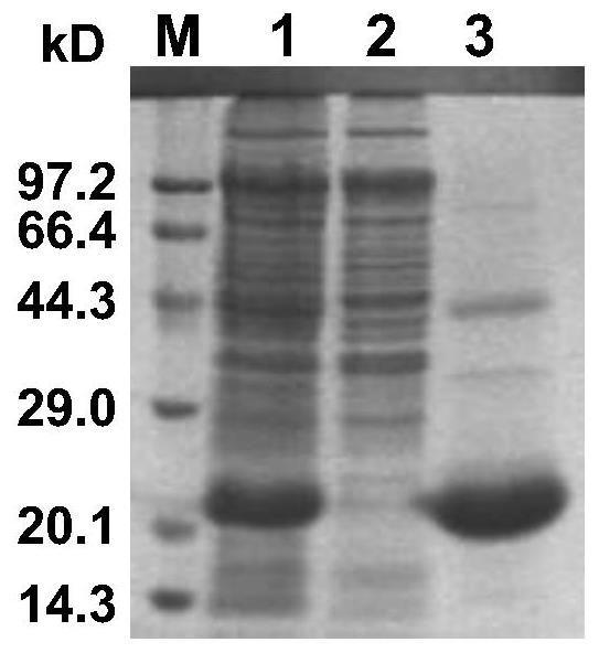 Recombinant expression sheep interferon-tau BB8 gene and preparation method thereof