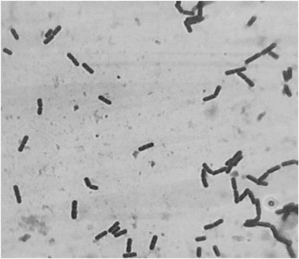 Fermenting culture medium of bacillus and fermenting method