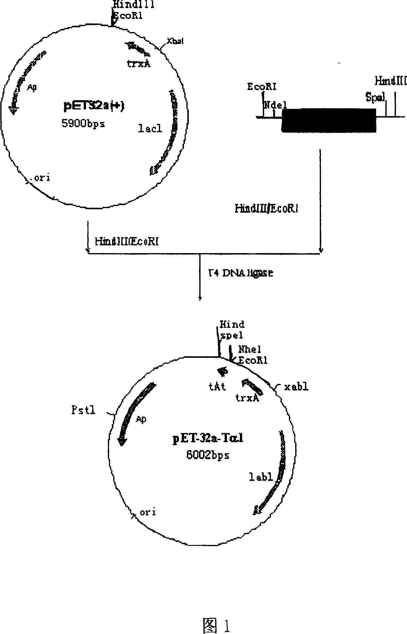 Production method of recombined human alpha1-thymus peptide and preparation thereof