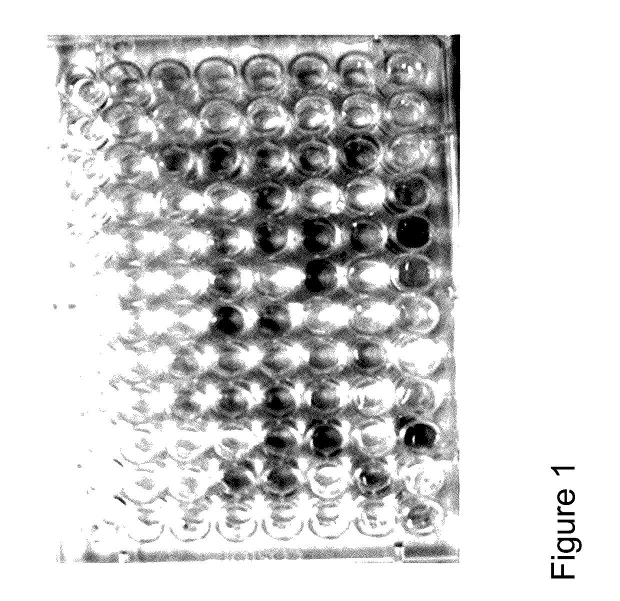 Probiotic arginolytic oral compositions and methods of making and using probiotic arginolytic oral compositions